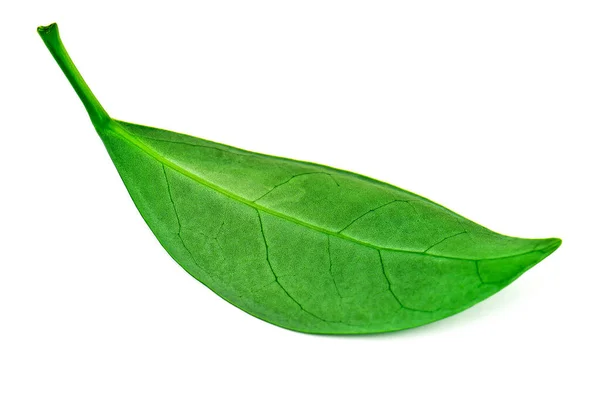 Green Lush Tea Leaf White Background — Stock Photo, Image