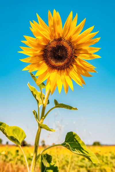 Světle Žlutá Slunečnice Zemědělském Poli Pod Modrou Oblohou — Stock fotografie