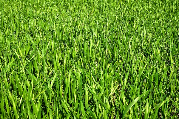 Lush Green Grass Background Texture Background — Stock Photo, Image
