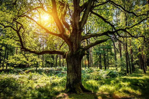 Alte Eiche Grünen Wald Sonnenlicht — Stockfoto