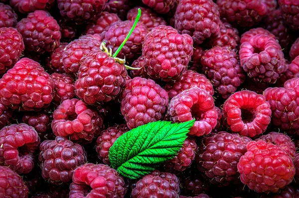 Ripe Sweet Juicy Raspberry Texture — Stock Photo, Image