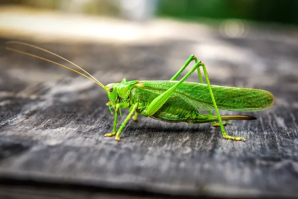 Beautiful Green Grasshopper Locust Details Nature — Stock Photo, Image