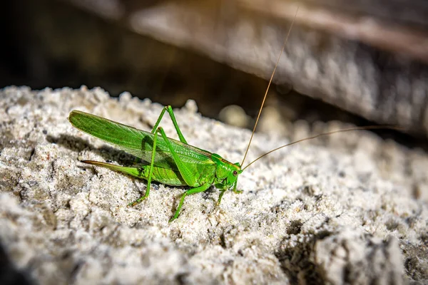 Beautiful Grasshopper Sand Green Locust Sand — Stock Photo, Image