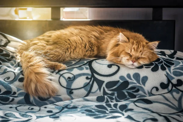 Feliz Sono Gengibre Gato Fofo Travesseiro — Fotografia de Stock