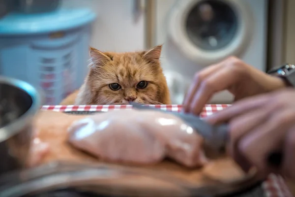 Голодний Червоний Кіт Спостерігає Він Ріже Сире Куряче Ясо Ножем — стокове фото