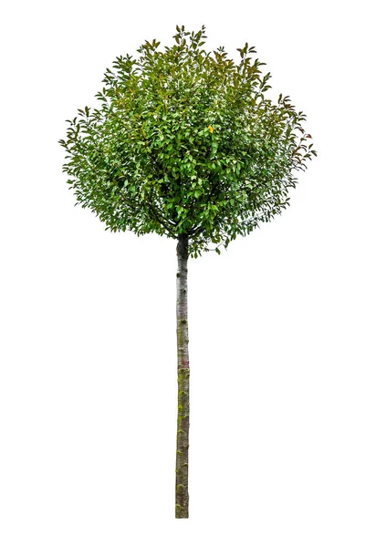 Beyaz Arka Planda Yuvarlak Taç Ile Izole Edilmiş Yeşil Ağaç — Stok fotoğraf