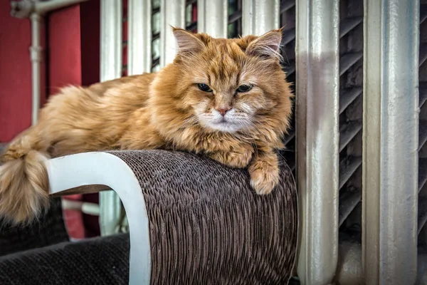 Rojo Jengibre Esponjoso Gato Está Tomando Sol Cerca Batería Del —  Fotos de Stock