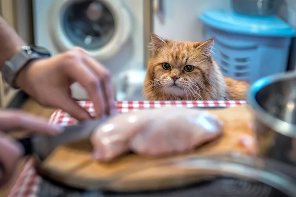 Голодний Червоний Кіт Хоче Отримати Куряче Ясо Столу — стокове фото