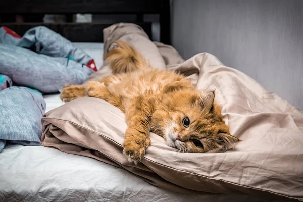 Preguiçoso Gengibre Vermelho Gato Descansando Cama — Fotografia de Stock