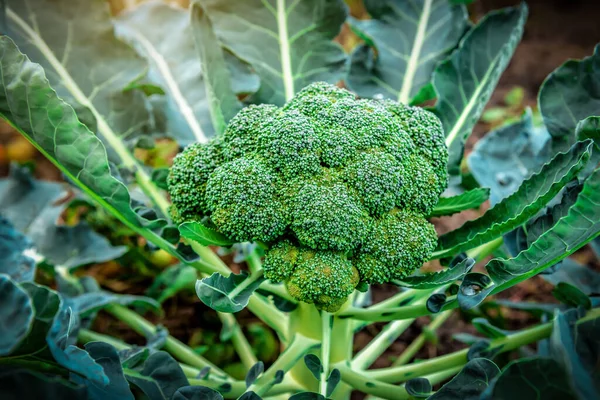 Sebze Bahçesinde Olgun Organik Brokoli — Stok fotoğraf