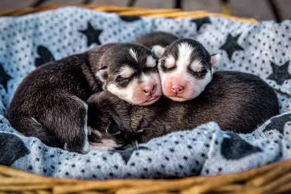 Três Filhotes Cachorro Husky Adormecidos Recém Nascidos Bonitos Cesta — Fotografia de Stock