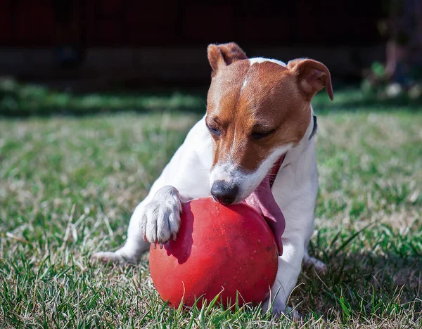 Щасливий Собака Джек Рассел Грає Червоним Ячем Зеленій Траві — стокове фото