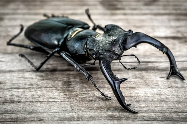 Tahta Arka Planda Canlı Siyah Geyik Böceği — Stok fotoğraf