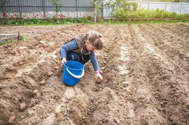 Köydeki organik bahçeye patates eken mavi kovalı küçük bir kız.
