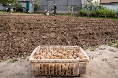 Toprak kazan, ekiciyle toprak kazan bahar patates ekimi için bahçe yatağı yapan bir adam. İyi hasat. Aile çiftçiliği, kendi kendini yetiştirme, doğal çevre dostu biyolojik yiyecekler, sebzeler. Tarım teması