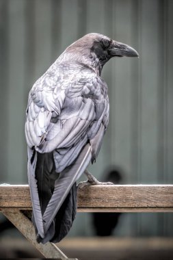 Karga portresi (Corvus corone) siyah kuş dala tünemiş ve kameraya bakıyordu. Hayvan teması