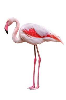 Beyaz arkaplanda izole edilmiş pembe flamingo portresi