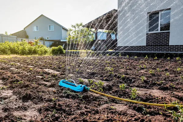 Active irrigation sprinkler in a vegetable garden with fresh organic green vegetables