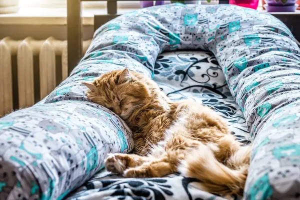 Sevimli Kızıl Kedi Yatakta Hamile Kaldığı Için Yastıkta Uyuyor — Stok fotoğraf