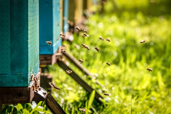 飞蜂木制蜂窝和蜜蜂 4月主题 图库图片