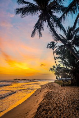 Güzel günbatımı ve tropik sahilde hindistan cevizi palmiyeleri siluetleri