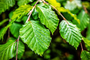 Yeşil yemyeşil kayın yaprakları yağmurdan sonra damlalar