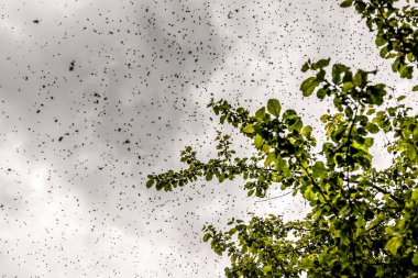 Bal arıları fırtınalı bulutların altında ağacın üzerinde uçuyor. Apiary teması