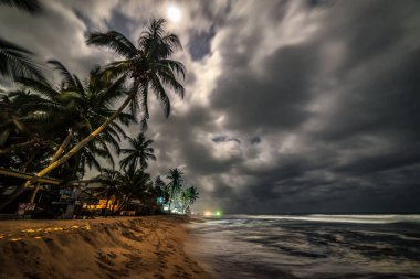 Sri Lanka 'da ay ışığı altında palmiye ağaçları ve tropik kayın ağaçları