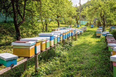 Bal arısı çekirdek kovanları güneş altında bir arı kovanında dururlar. Apiary teması