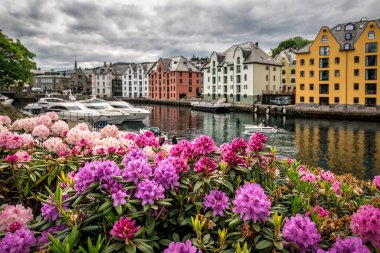 Norveç 'in ünlü Alesund kasabasında çiçek açan güzel rhododendron çiçekleri