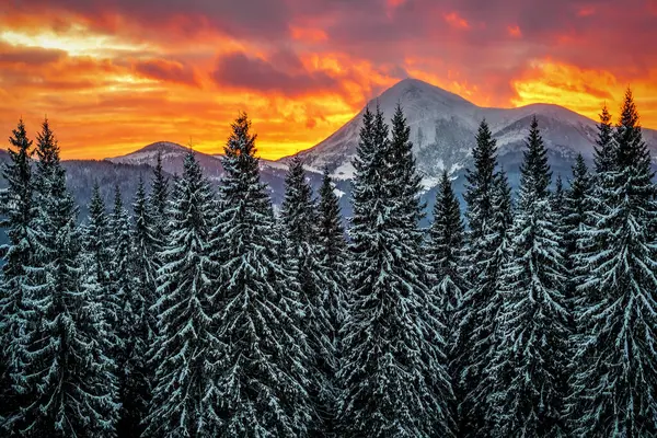 Beautiful red sunset over mountain and pine forest in winter