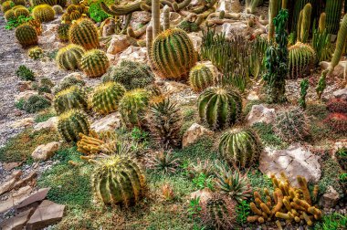 Çölün yemyeşil bahçesinde yetişen farklı sulu kaktüsler.