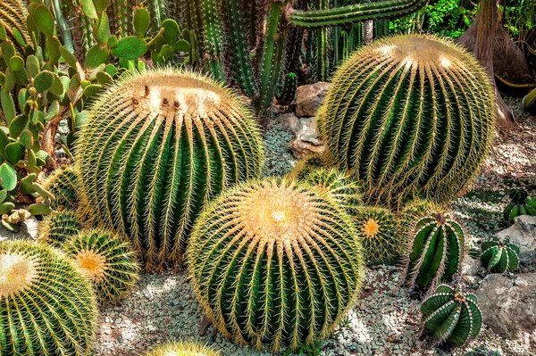 Kerek Hordó Kaktusz Tövises Sivatagi Kertben Jogdíjmentes Stock Képek