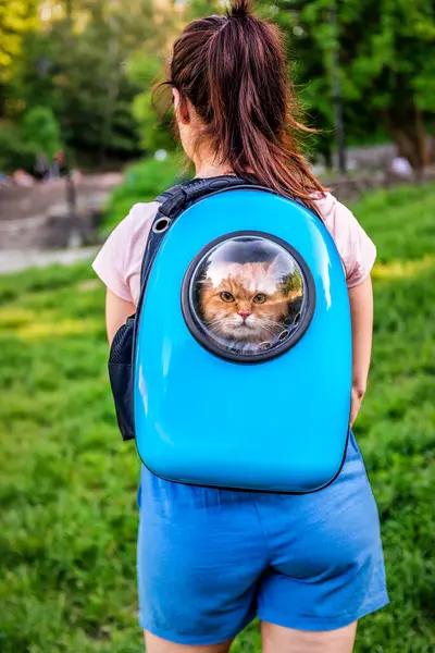 Red ginger cat looking outside from cat backpack with transparent window. Cat bag on the girls shoulders. Travelling with pets concept
