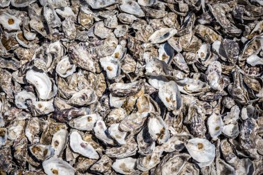 Bir doku olarak boş istiridye kabukları