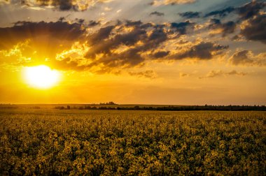 Güzel günbatımında ya da gün doğumunda çiçek açan tecavüz tarlası. Çarpıcı bir manzara.