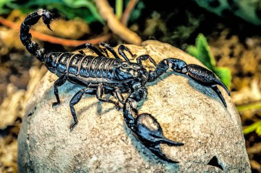 İnsan kafatasında yaşayan siyah zehirli akrep