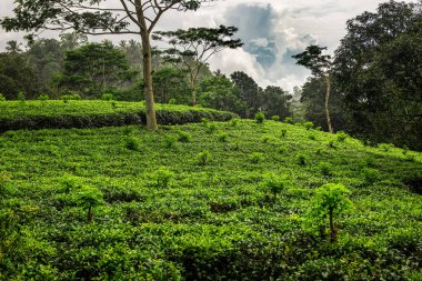 Sri Lanka 'da yağmur altında güzel organik çay çiftliği