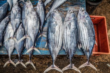 Tropikal balık pazarında taze ton balığı. Yiyecek ve içecek teması