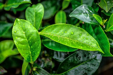 Yeşil organik çay yaprakları yağmur damlalarıyla çalıların üzerinde