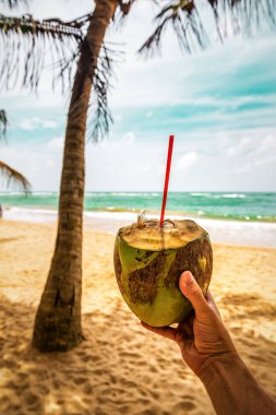 Tropik sahilde pipetle taze hindistan cevizi tutan eller.