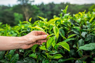 İnsan eli, Sri Lanka 'daki organik çay tarlasında yeşil çay yaprağı topluyor.