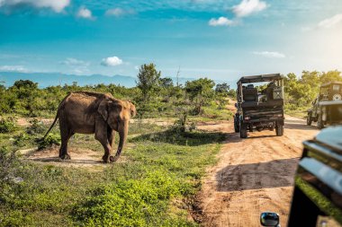 Safari turunda canlı şirin bir fil. Udawalawe Sri Lanka. Tatil teması