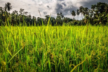 Sri Lanka 'da yemyeşil organik pirinç tarlası, Fırtınalı gökyüzü