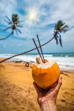 Tatlı, sarı, tropik sahilde hindistan cevizi içen.