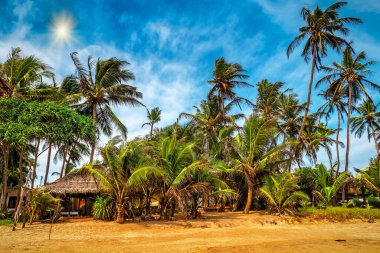 Tropikal sahildeki palmiye ağaçlarının arasındaki evler, kulübeler, bungalovlar. Sri Lanka