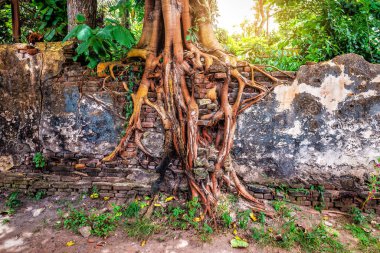 Tropikal ağaç kökleri eski bir tuğla duvarı sarmış ve mahvetmiş.