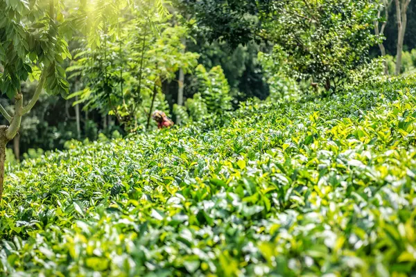 Sri Lanka 'daki yemyeşil organik çay çiftliği. Güzel manzara