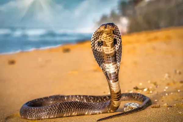 stock image Portrait of beautiful poisonous cobra on the tropical beach