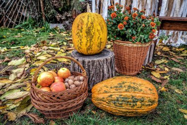Sonbahar hasadıyla dolu sepet, olgun elma ve ceviz, yeşil çimlerin üzerinde olgun balkabağı.